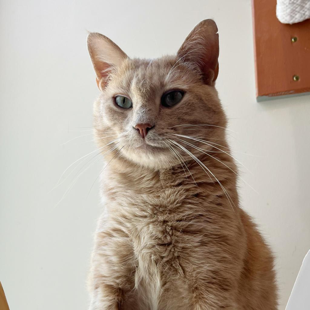 Enlarge Sandy, a Adoptable Domestic Short Hair in Cumming, GA image 4/6