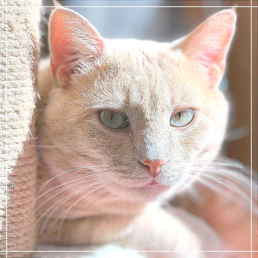 Enlarge Sandy, a Adoptable Domestic Short Hair in Cumming, GA image 5/6