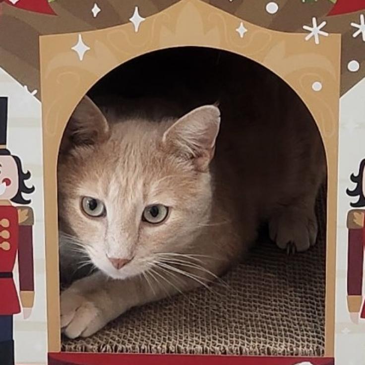 Enlarge Sandy, a Adoptable Domestic Short Hair in Cumming, GA image 6/6