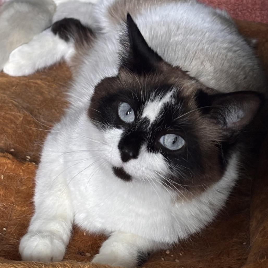 Boots, Adoptable, Young Female Domestic Short Hair.