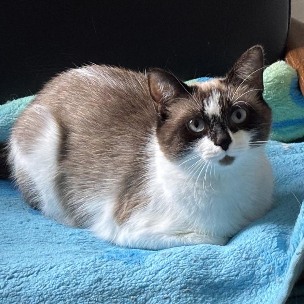 Enlarge Boots, a Adoptable Domestic Short Hair in Kenai, AK image 2/3