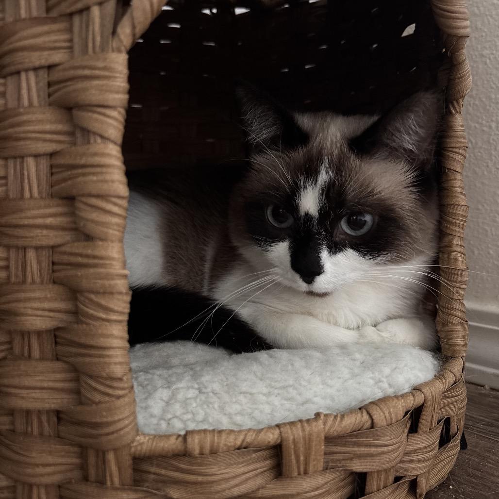 Enlarge Boots, a Adoptable Domestic Short Hair in Kenai, AK image 3/3