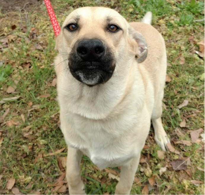 Chloe, a Adopted mixed breed in Selma, NC image 1/2