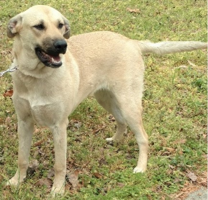 Chloe, a Adopted mixed breed in Selma, NC image 2/2