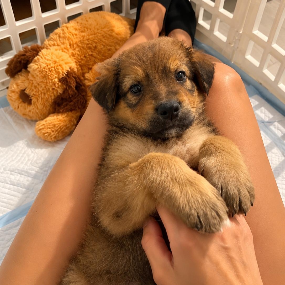 Enlarge Lucy - Sweet Cuddle Bug, Loves Puppy Kisses, Laid Back & Great with Dogs, a Adopted mixed breed in Houston, TX image 3/4