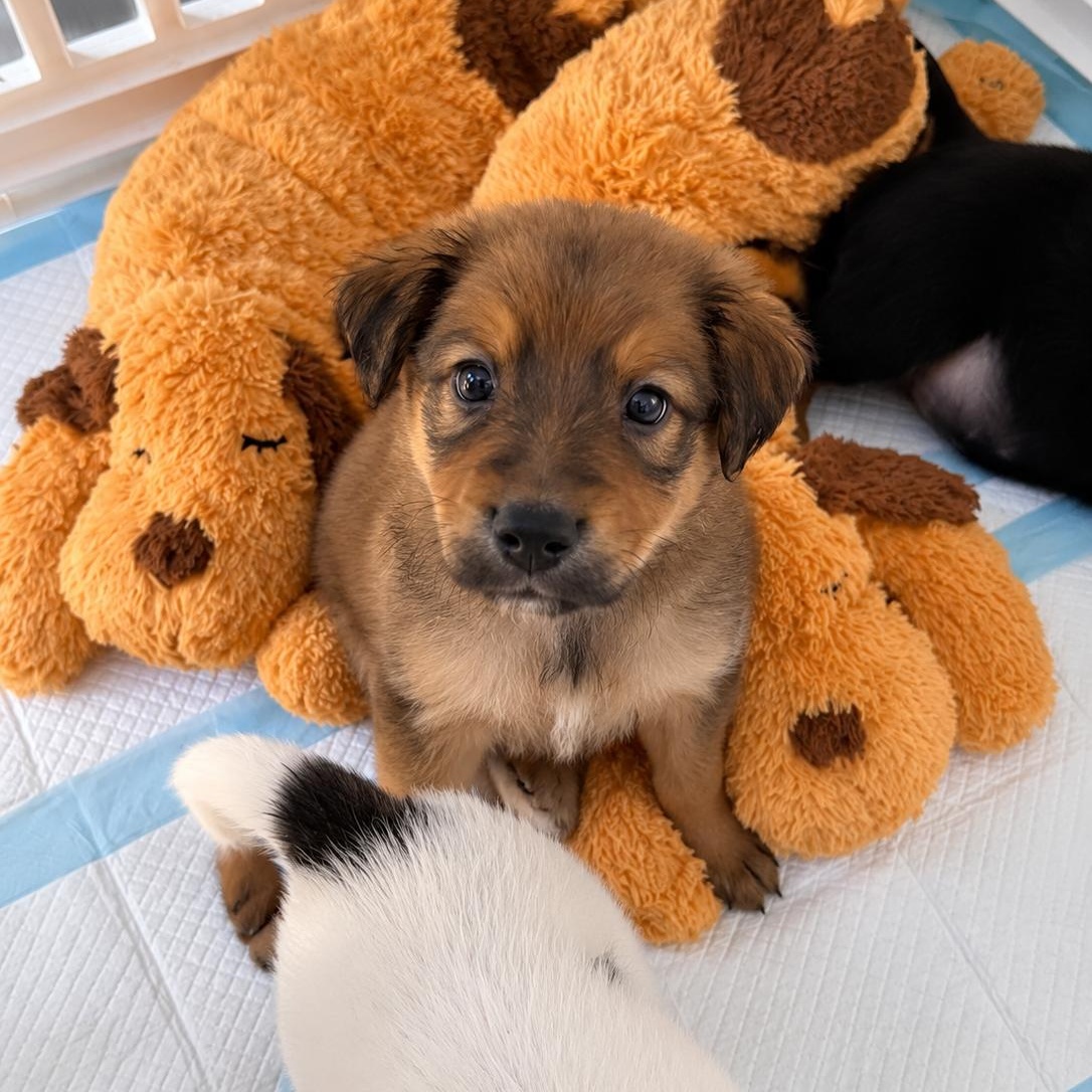 Enlarge Lucy - Sweet Cuddle Bug, Loves Puppy Kisses, Laid Back & Great with Dogs, a Adopted mixed breed in Houston, TX image 4/4