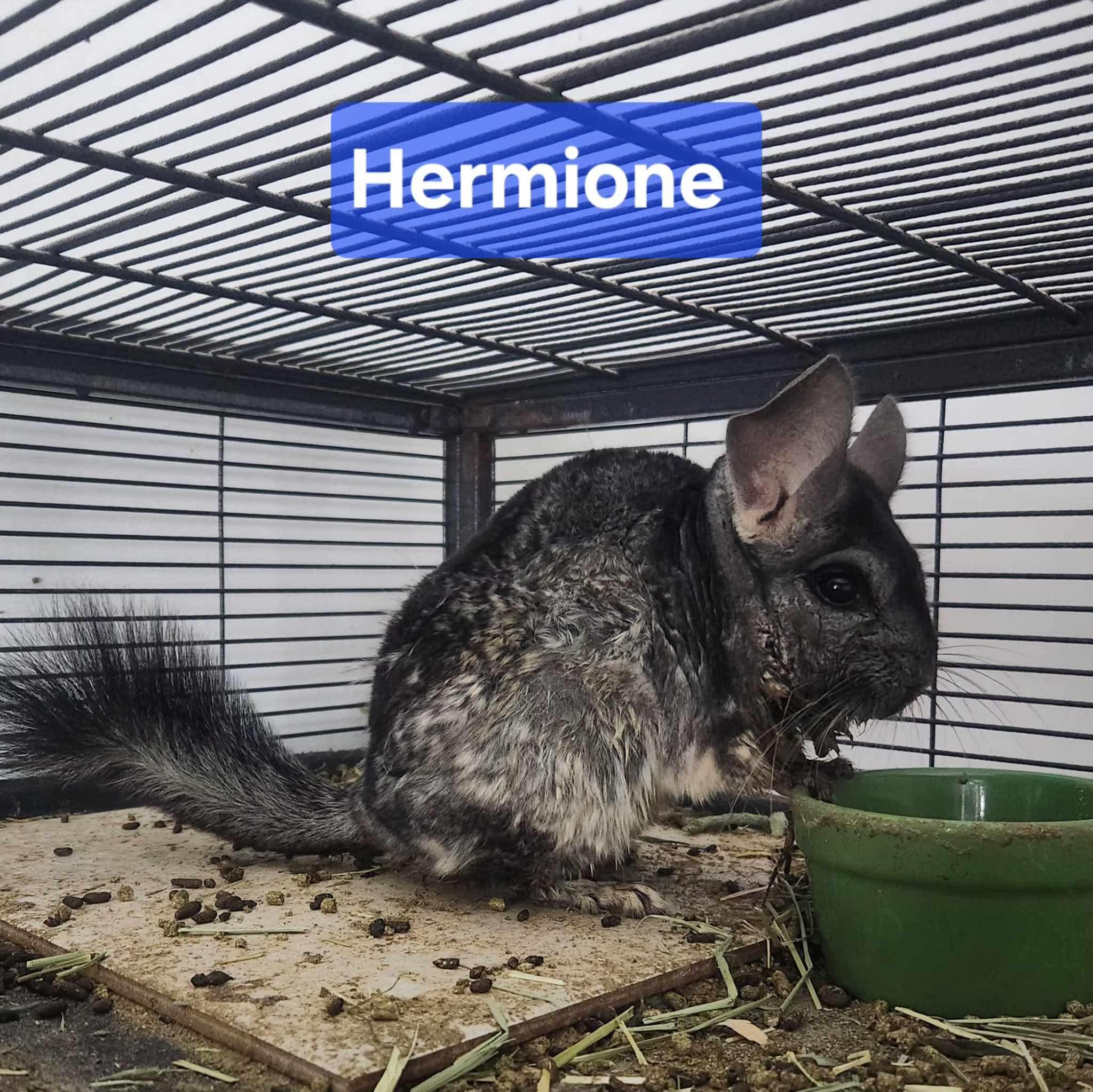 Enlarge Hermoine & Luna, a ADOPTABLE Chinchilla in Atlantic Highlands, NJ image 2/2