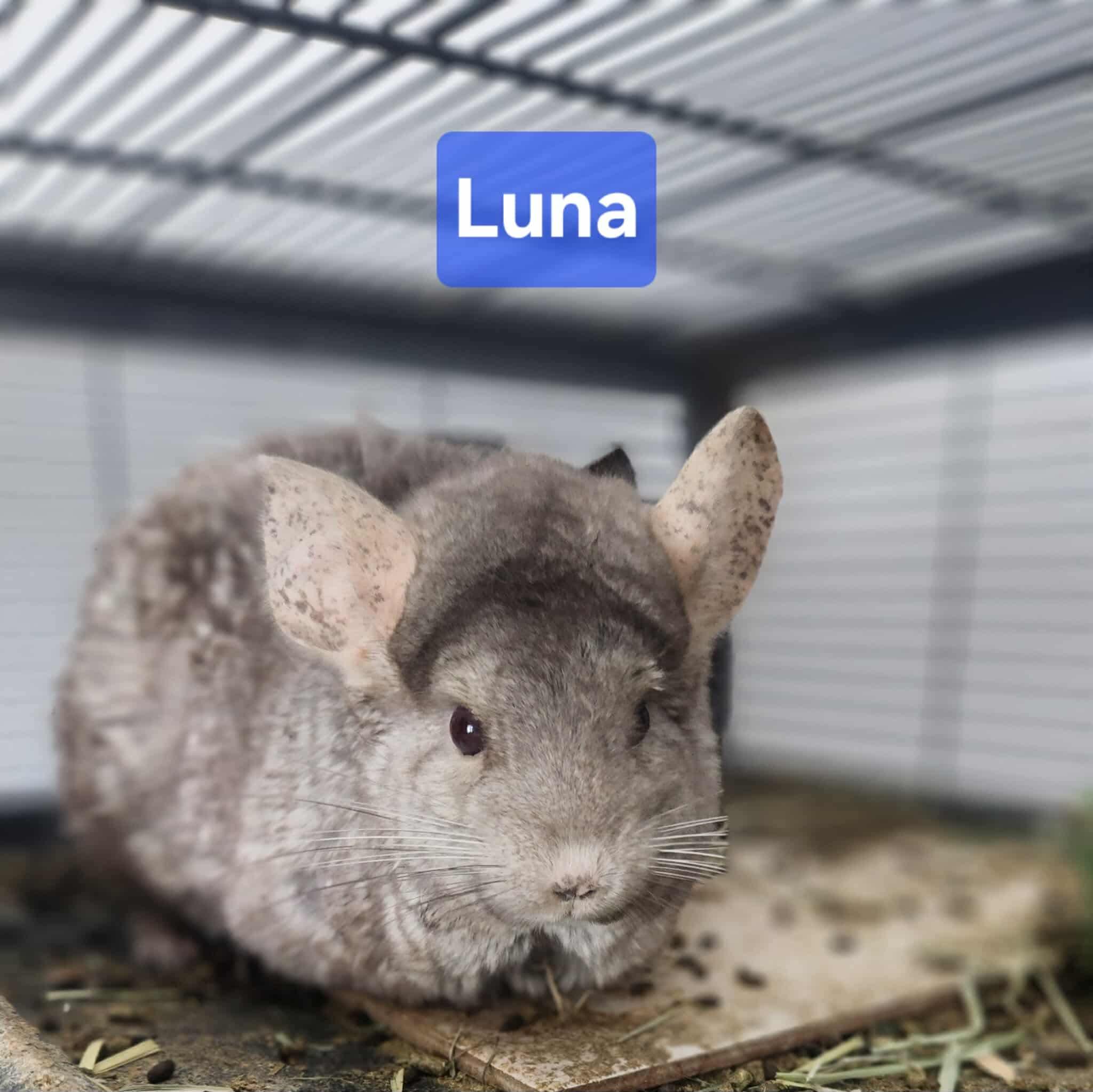 Enlarge Hermoine & Luna, a ADOPTABLE Chinchilla in Atlantic Highlands, NJ image 1/2