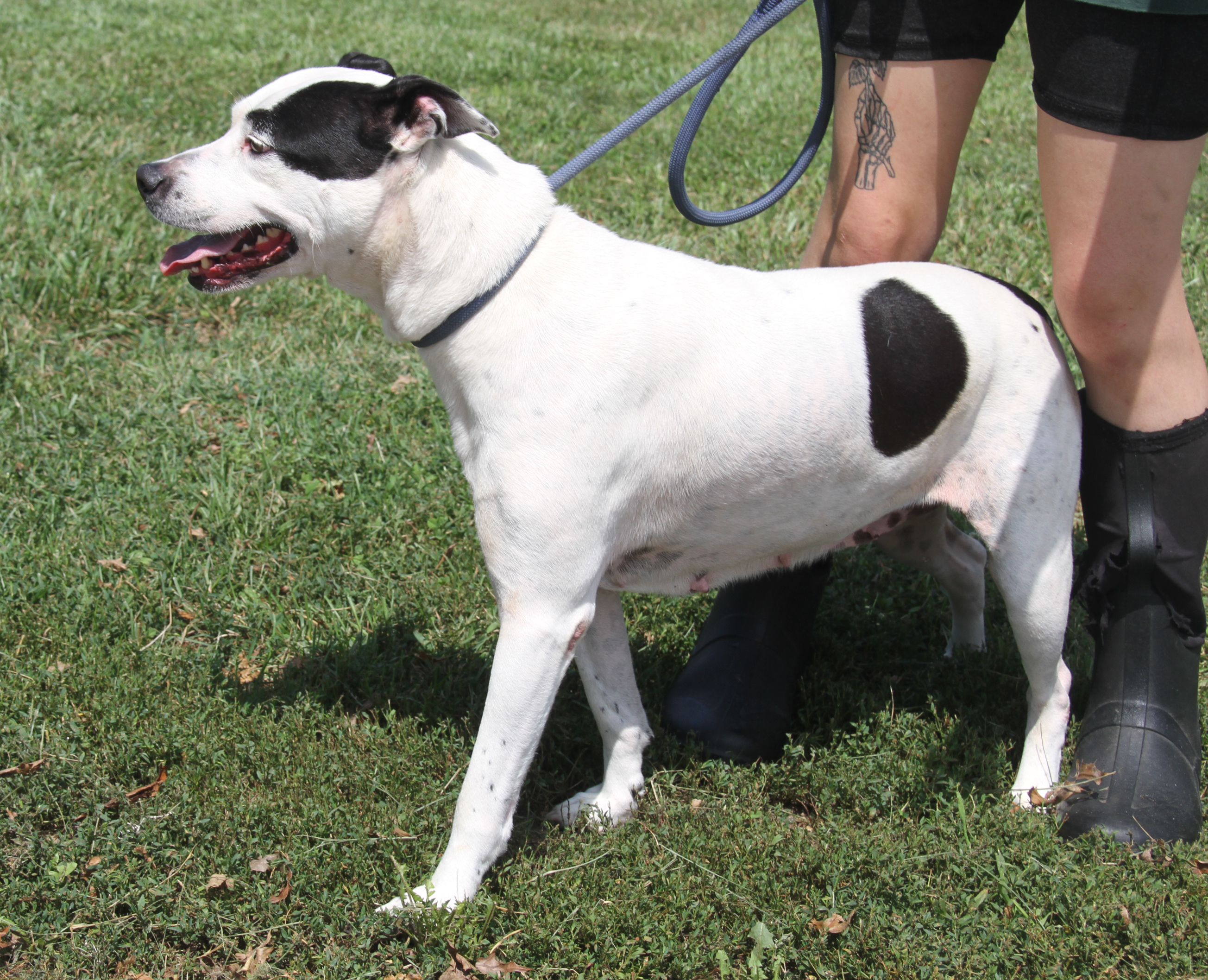 Enlarge Tabatha (Spayed), a Adoptable mixed breed in Marietta, OH image 6/6