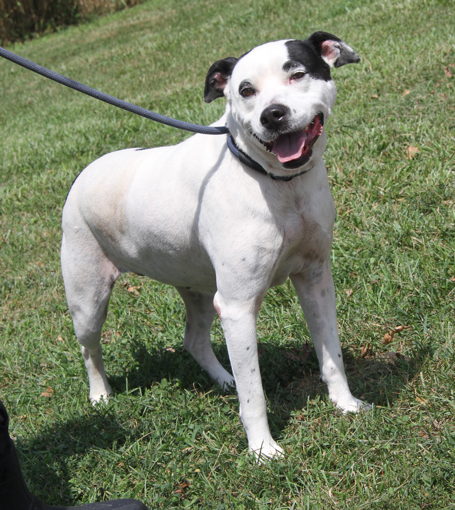 Enlarge Tabatha (Spayed), a Adoptable mixed breed in Marietta, OH image 2/6
