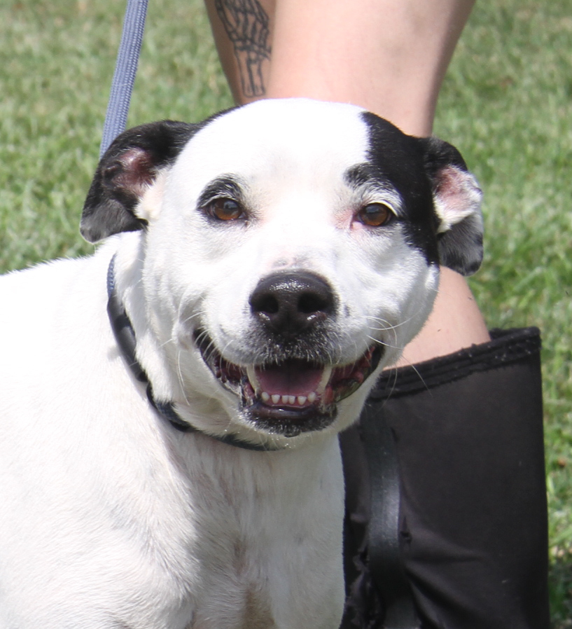 Tabatha (Spayed), Adoptable, Adult Female Pit Bull Terrier & Labrador Retriever.