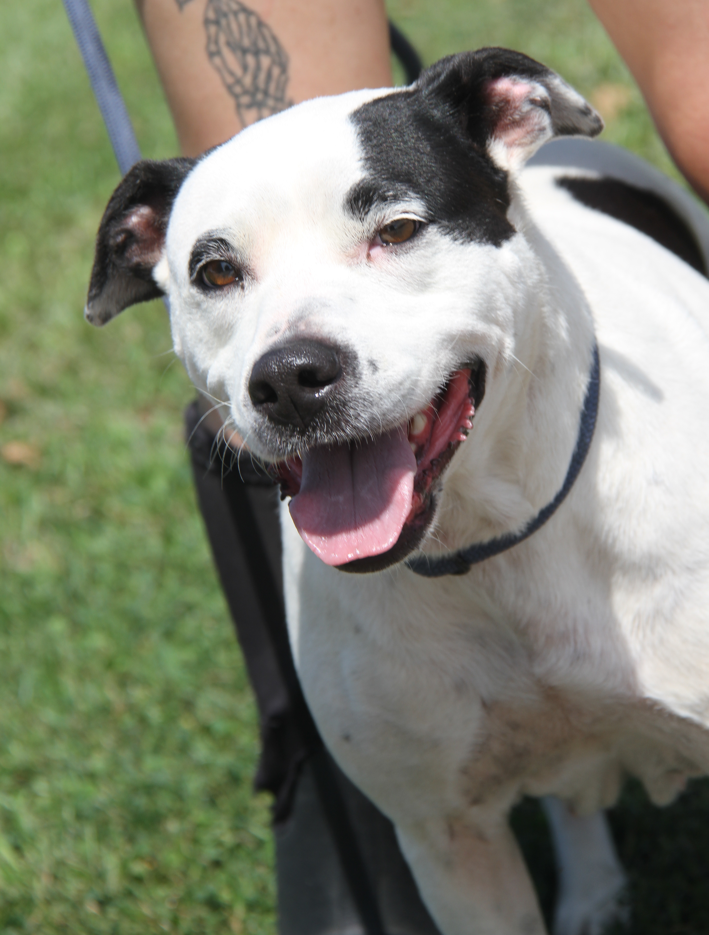 Enlarge Tabatha (Spayed), a Adoptable mixed breed in Marietta, OH image 5/6