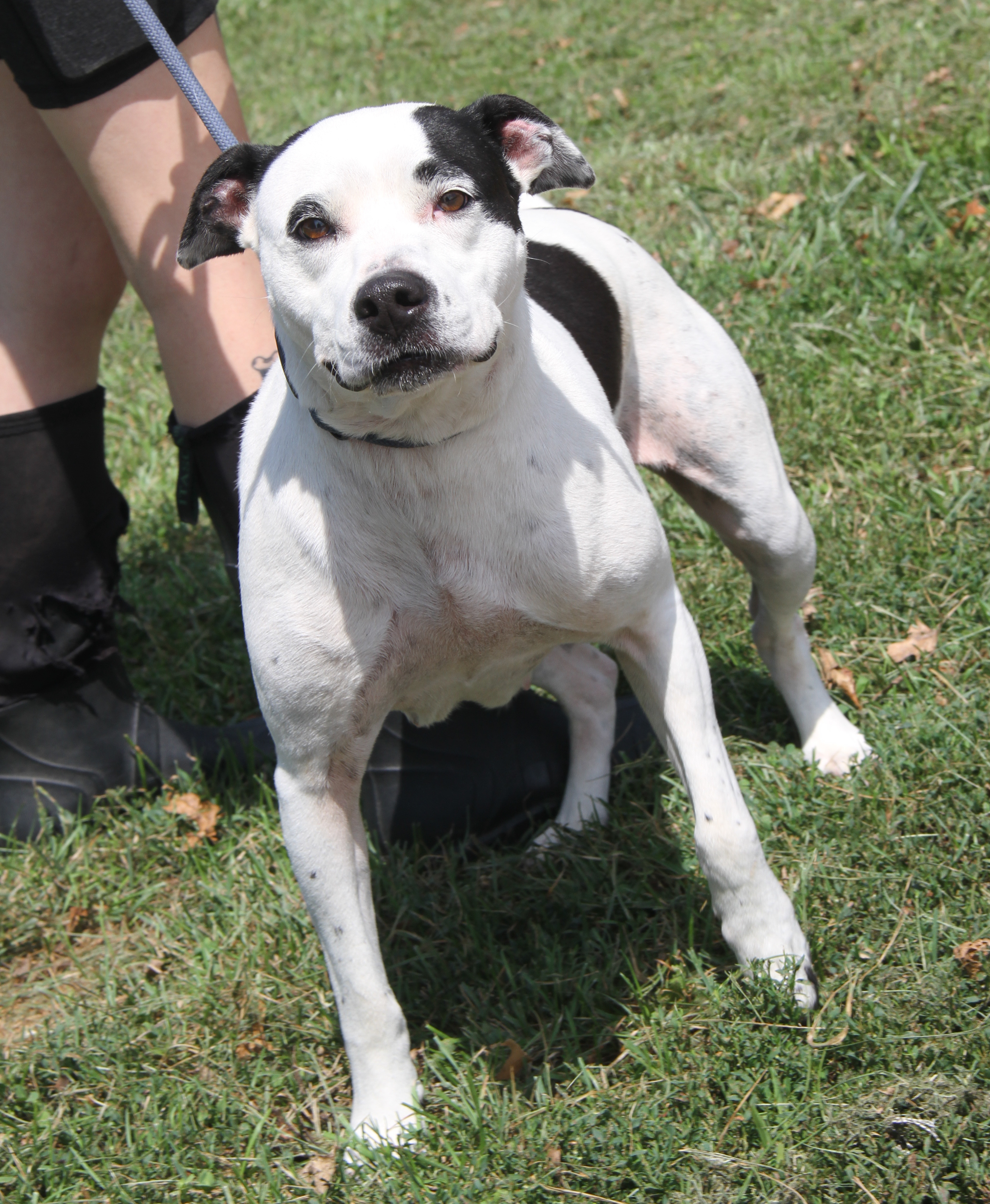 Tabatha (Spayed), Adoptable, Adult Female Pit Bull Terrier & Labrador Retriever.