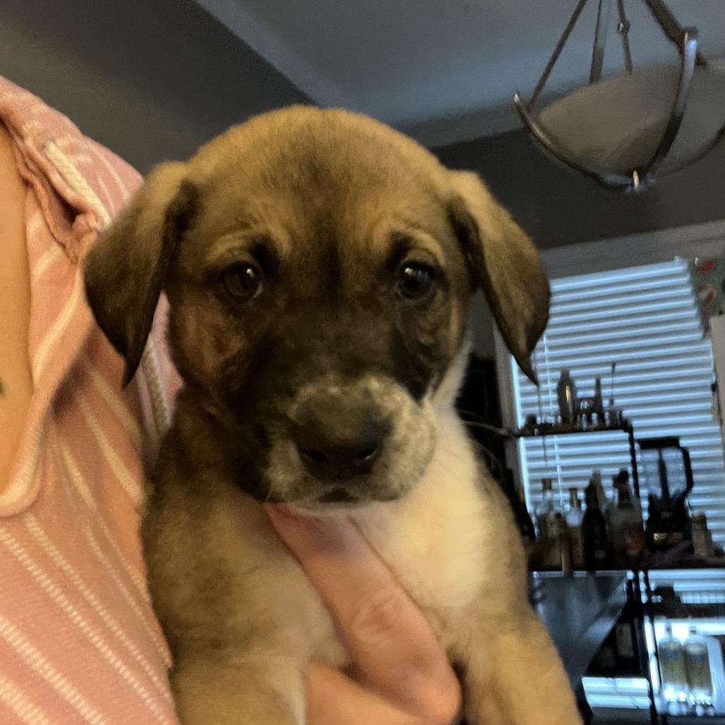 light Green Collar, Adoptable, Puppy Male Mountain Cur & Cattle Dog.
