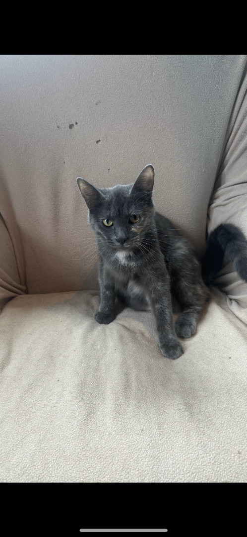 Enlarge Emmy, a Adoptable mixed breed in Howell, MI image 1/1