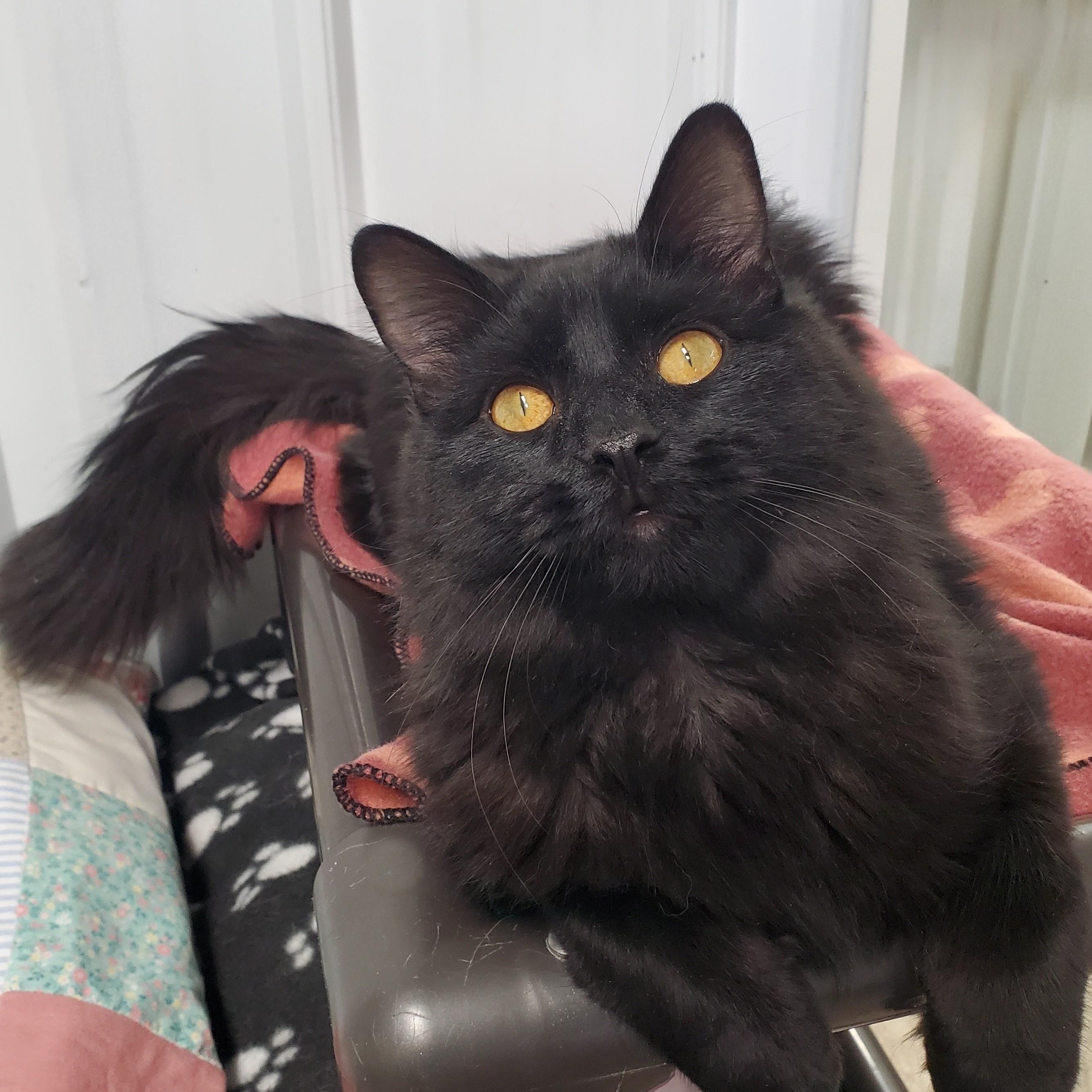 Enlarge Biggie, an adopted Domestic Medium Hair in Marseilles, IL image 1/1