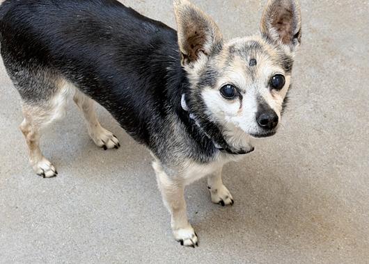 Dexter, ADOPTABLE, Senior Male Chihuahua.