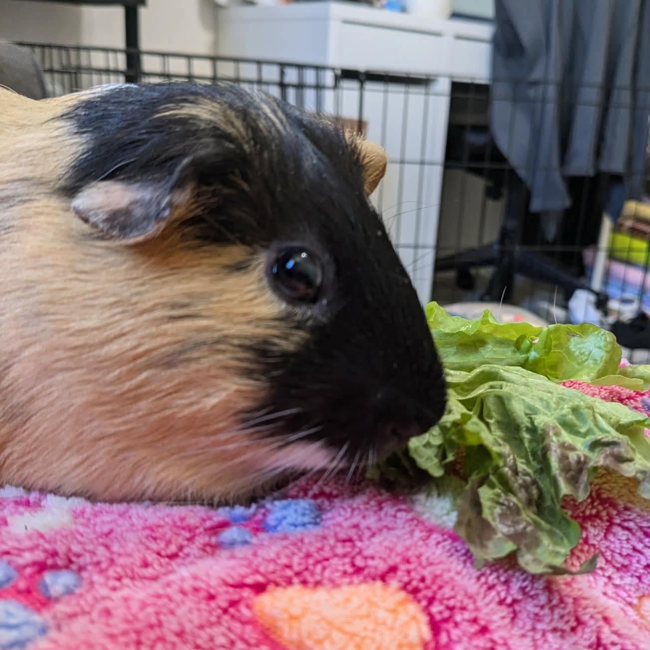Henry and Arthur, a Adoptable Guinea Pig in Phoenix, AZ image 2/3