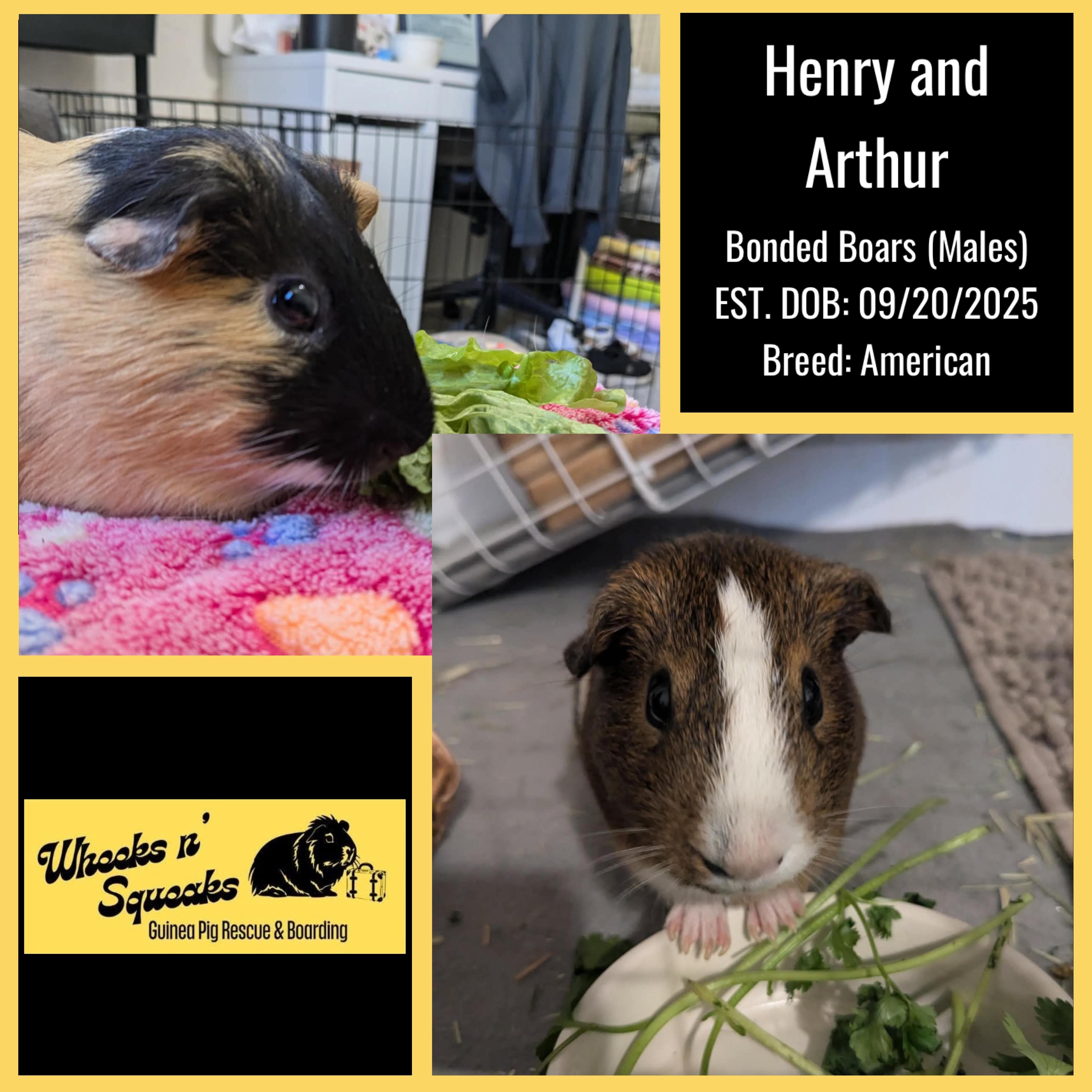 Henry and Arthur, Adoptable, Young Male Guinea Pig.