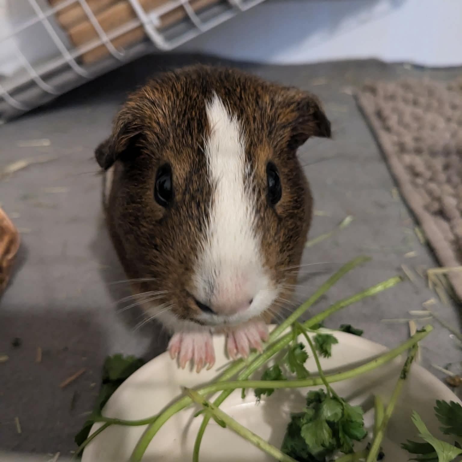 Henry and Arthur, a Adoptable Guinea Pig in Phoenix, AZ image 3/3