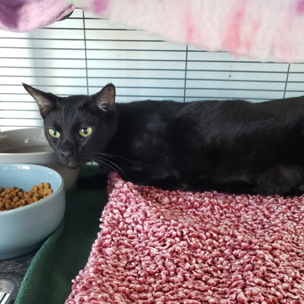 Enlarge Ink (24-12598), a Adoptable Domestic Short Hair in Fort Smith, AR image 1/1