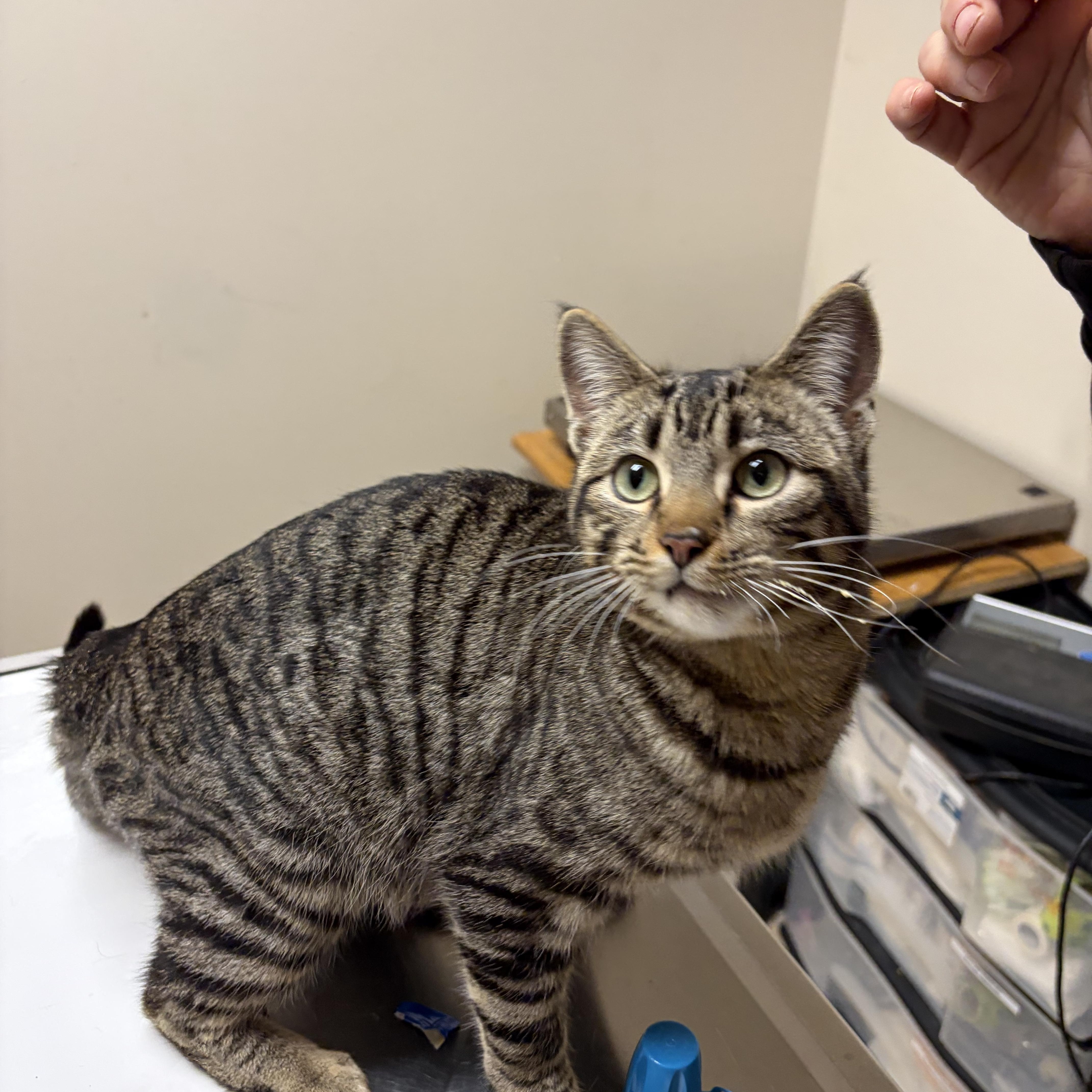 Annie, ADOPTABLE, Adult Female Domestic Short Hair.