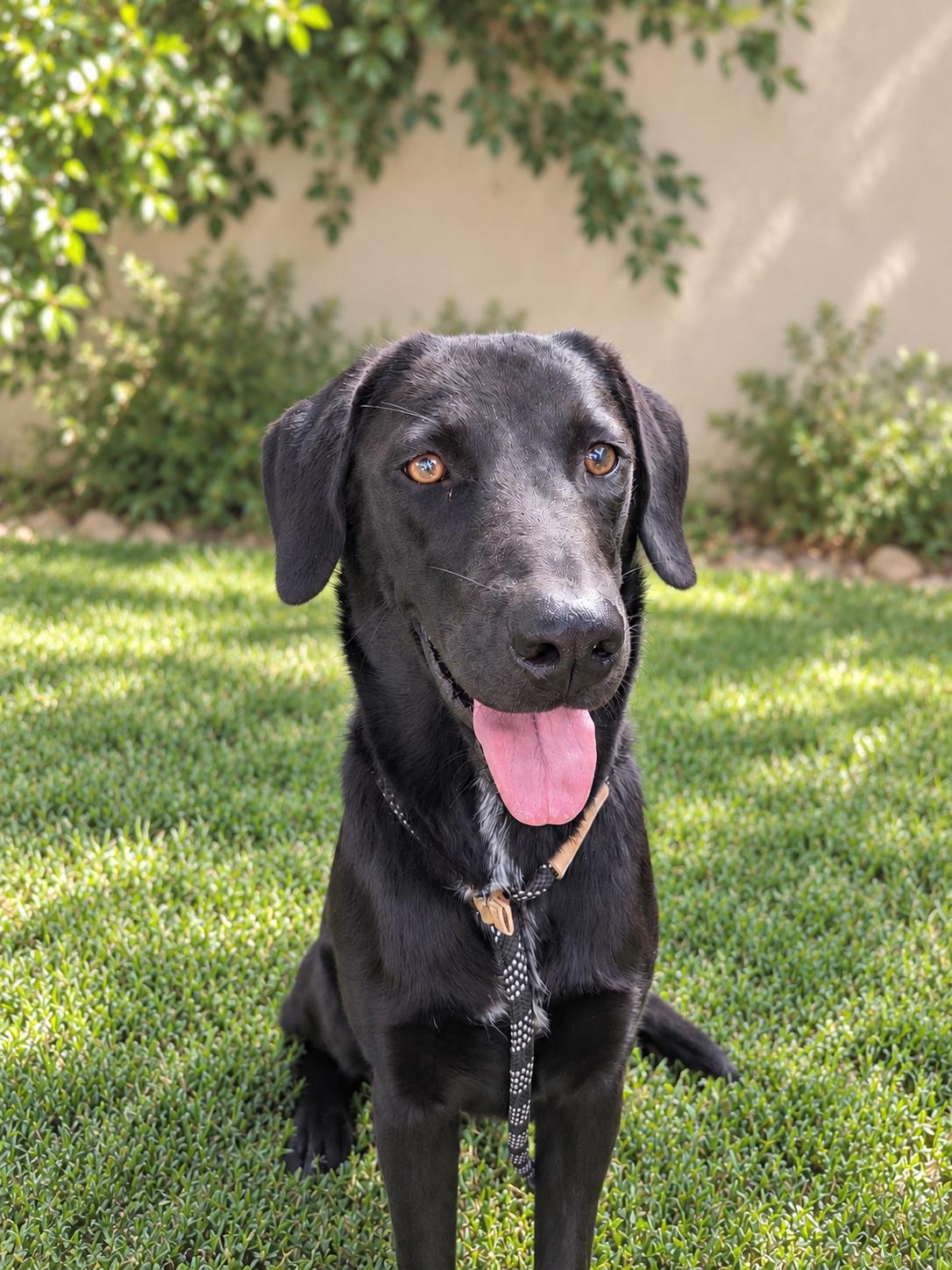 Enlarge Tilly, a Adopted mixed breed in Albuquerque, NM image 2/3