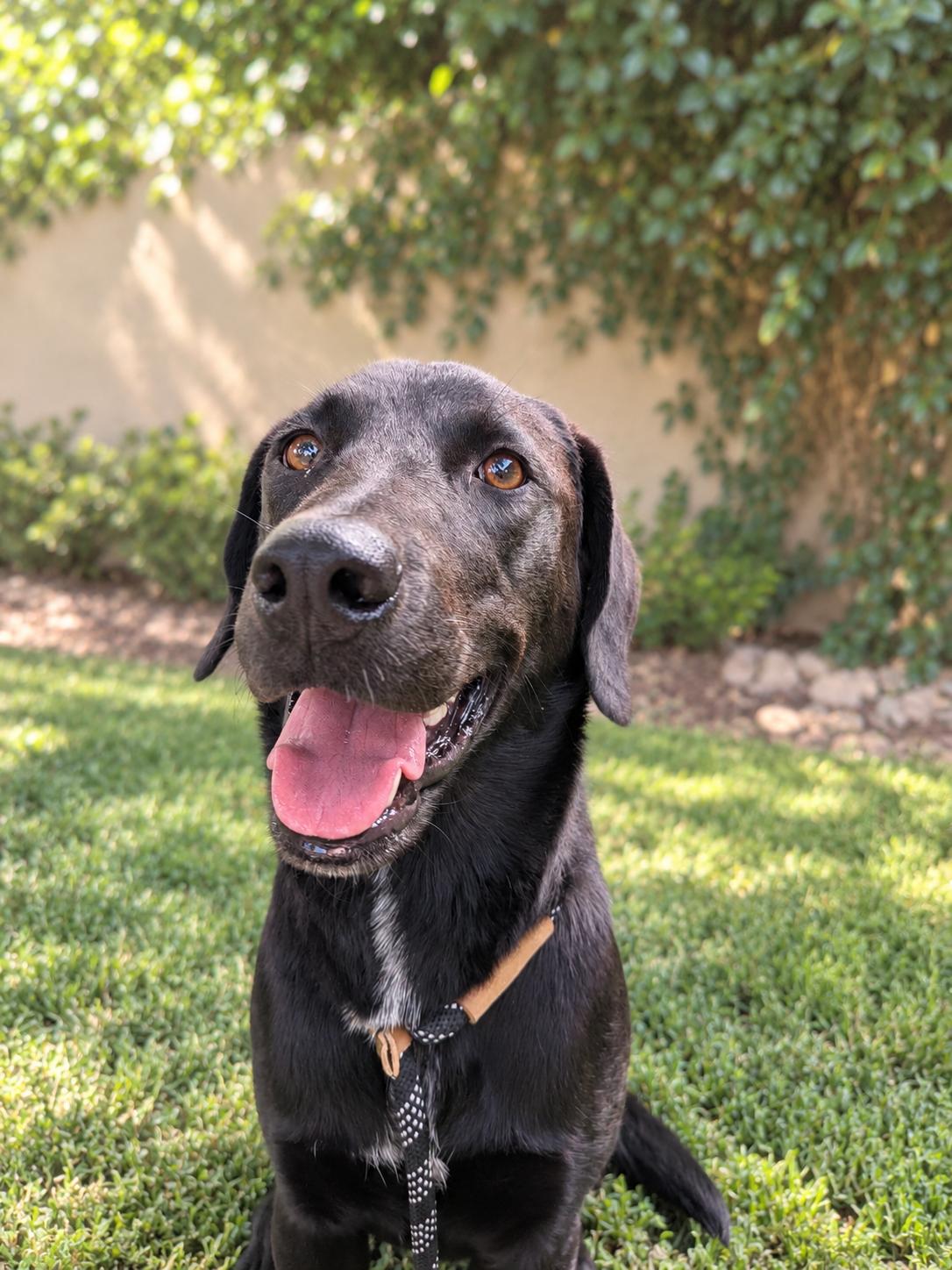 Enlarge Tilly, a Adopted mixed breed in Albuquerque, NM image 3/3