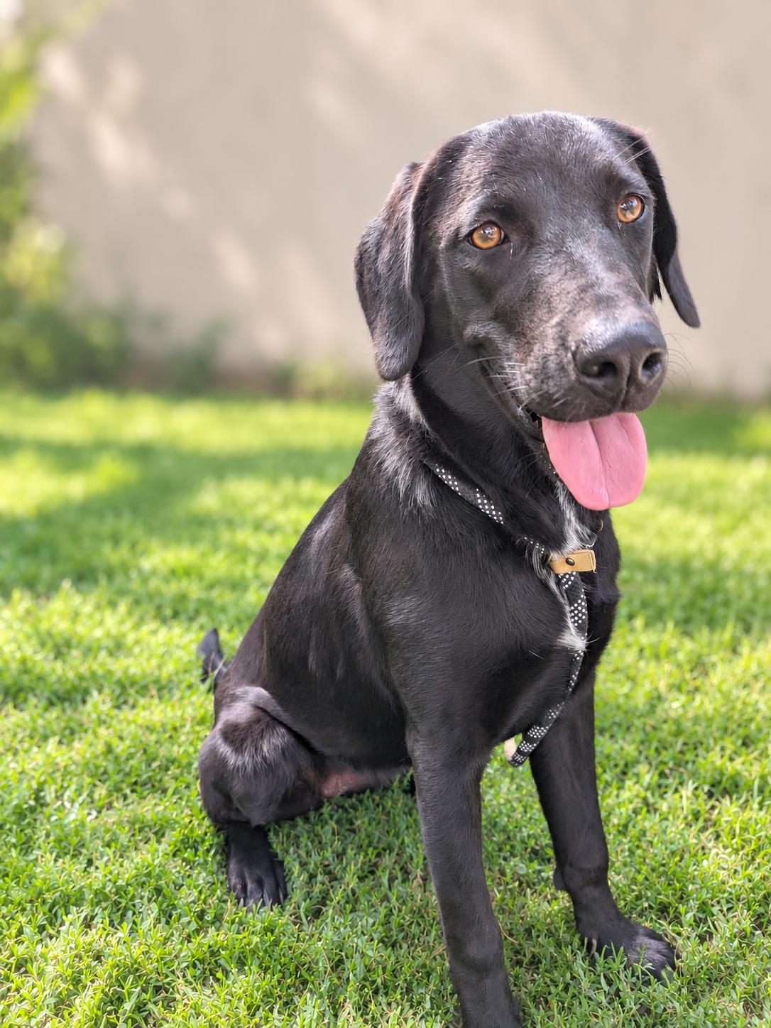Enlarge Tilly, a Adopted mixed breed in Albuquerque, NM image 1/3