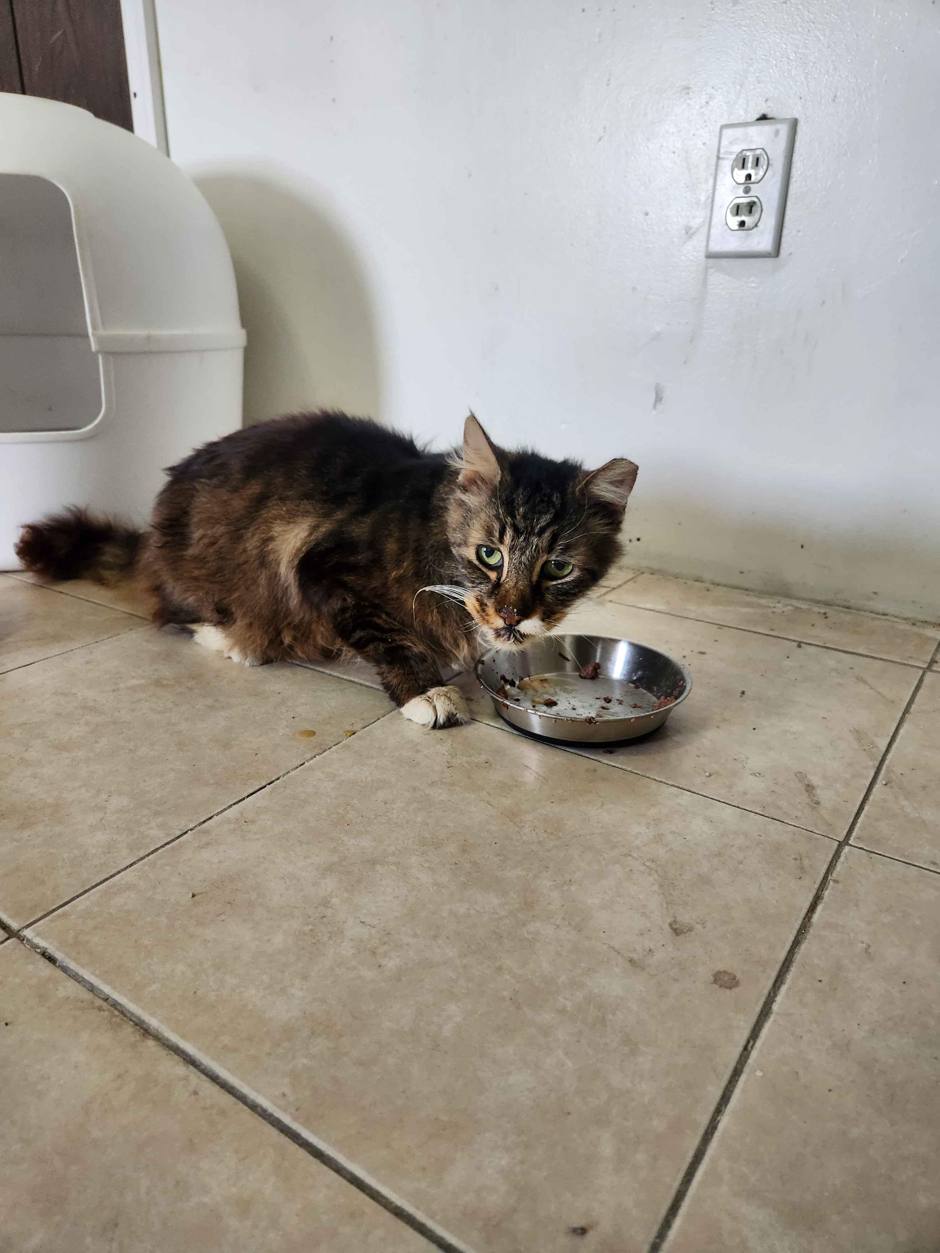 Squishy Squashy, an adopted Domestic Long Hair in Florham Park, NJ image 4/6