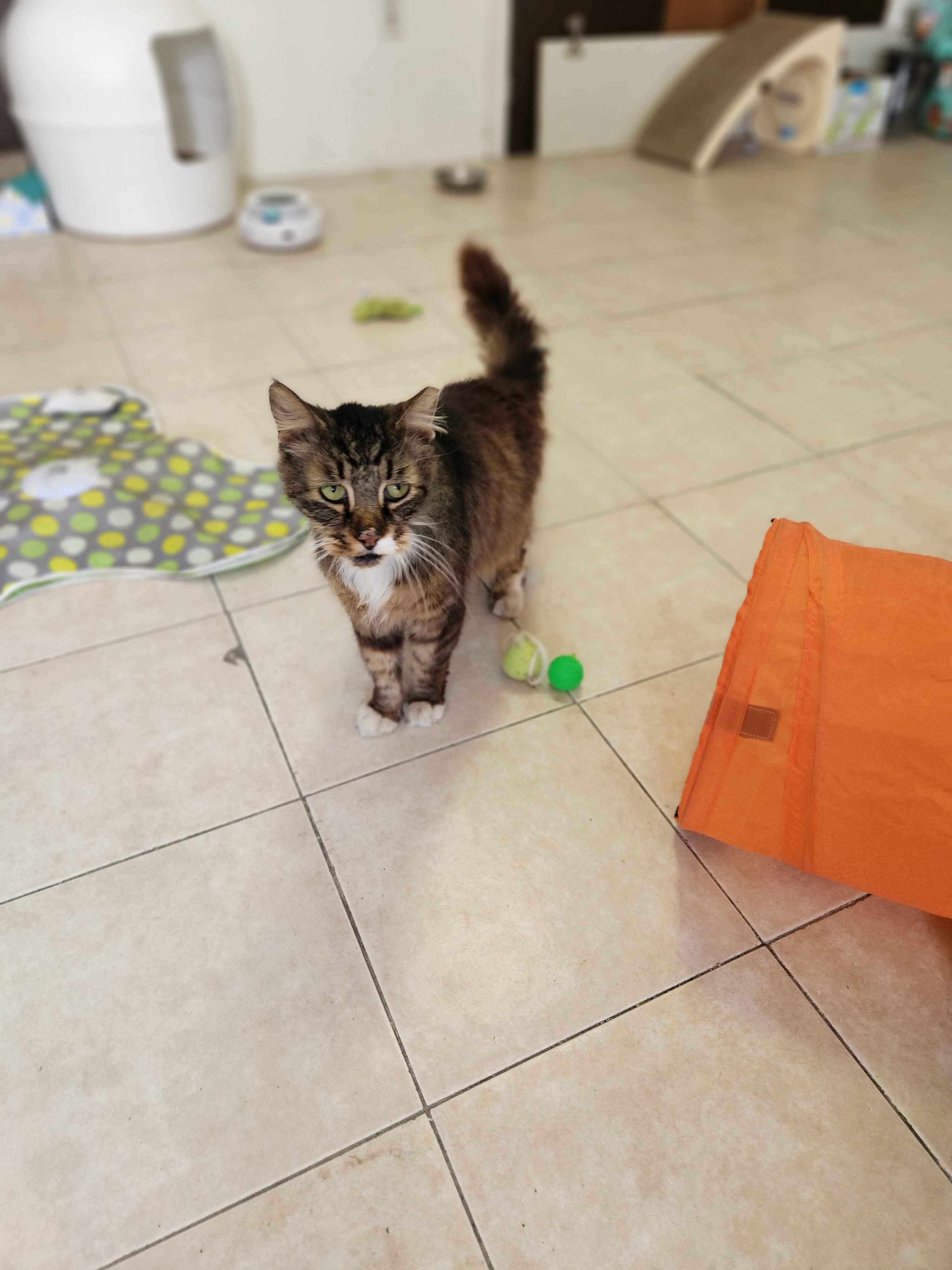 Squishy Squashy, an adopted Domestic Long Hair in Florham Park, NJ image 2/6