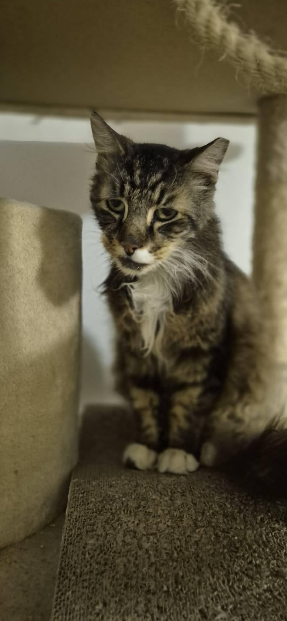 Squishy Squashy, adopted, Senior Male Domestic Long Hair.