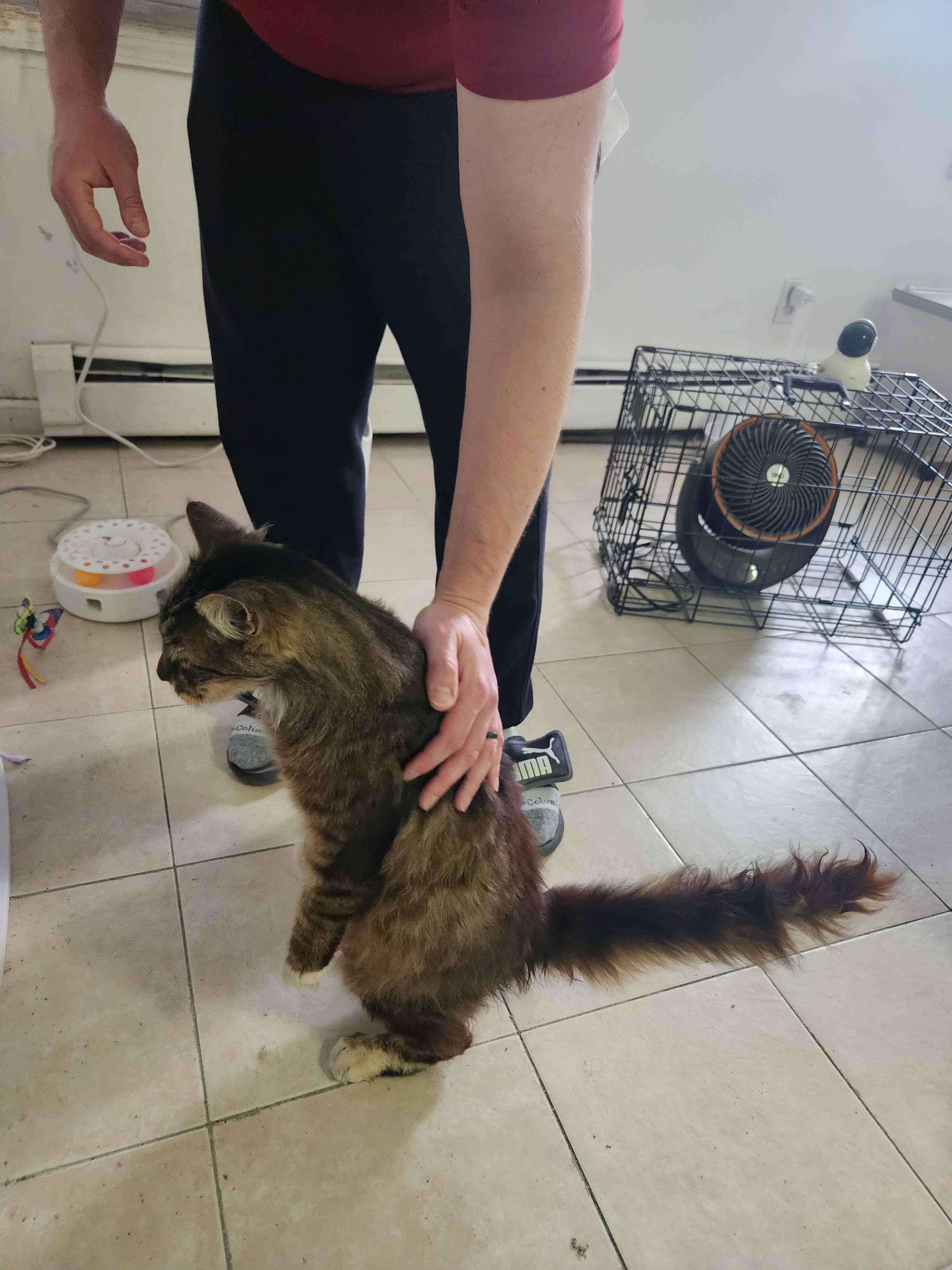 Squishy Squashy, an adopted Domestic Long Hair in Florham Park, NJ image 5/6