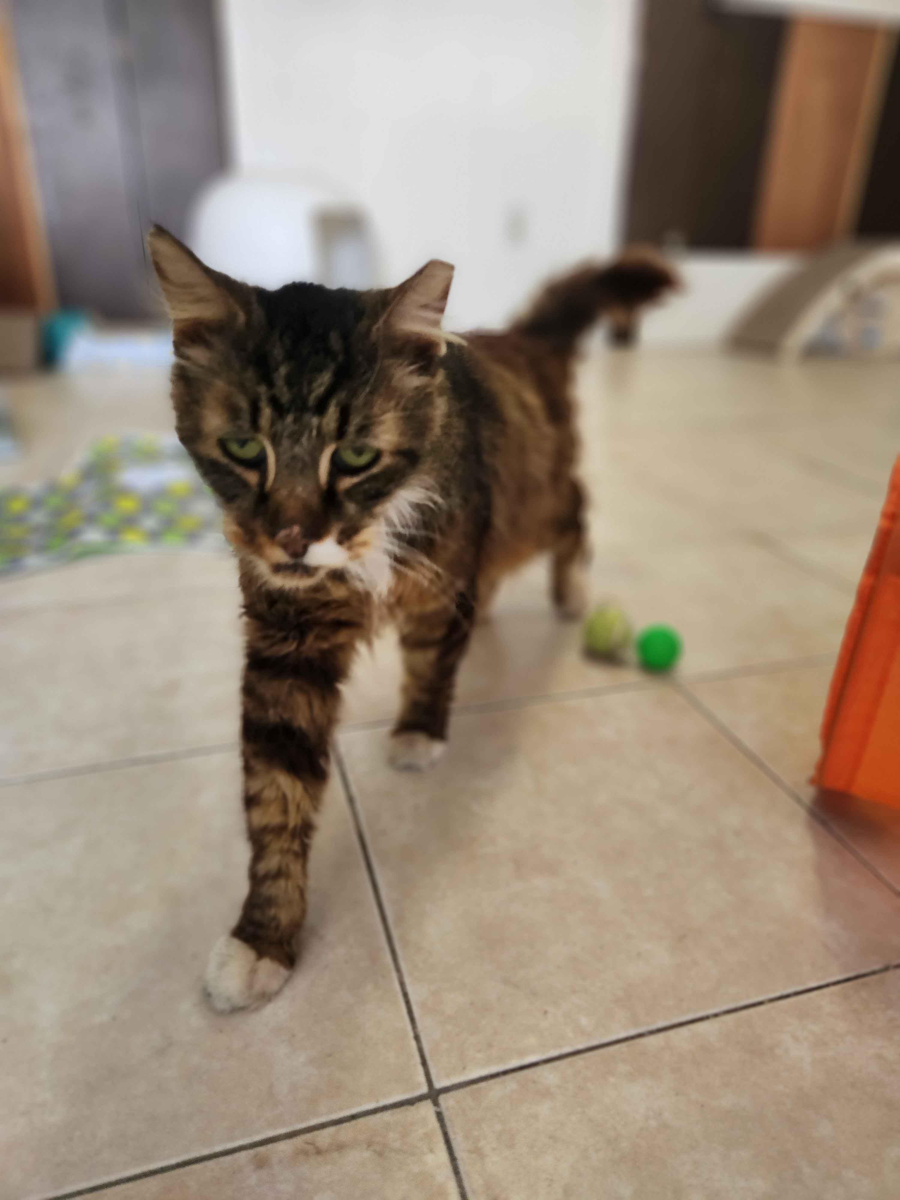 Squishy Squashy, an adopted Domestic Long Hair in Florham Park, NJ image 3/6