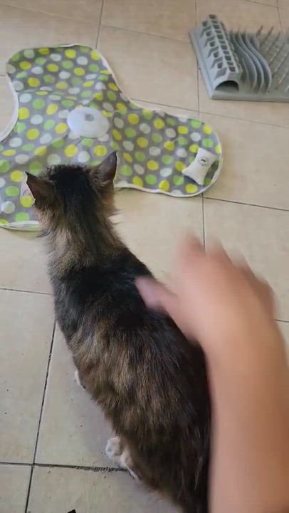Enlarge Squishy Squashy, an adopted Domestic Long Hair in Florham Park, NJ video 6/6