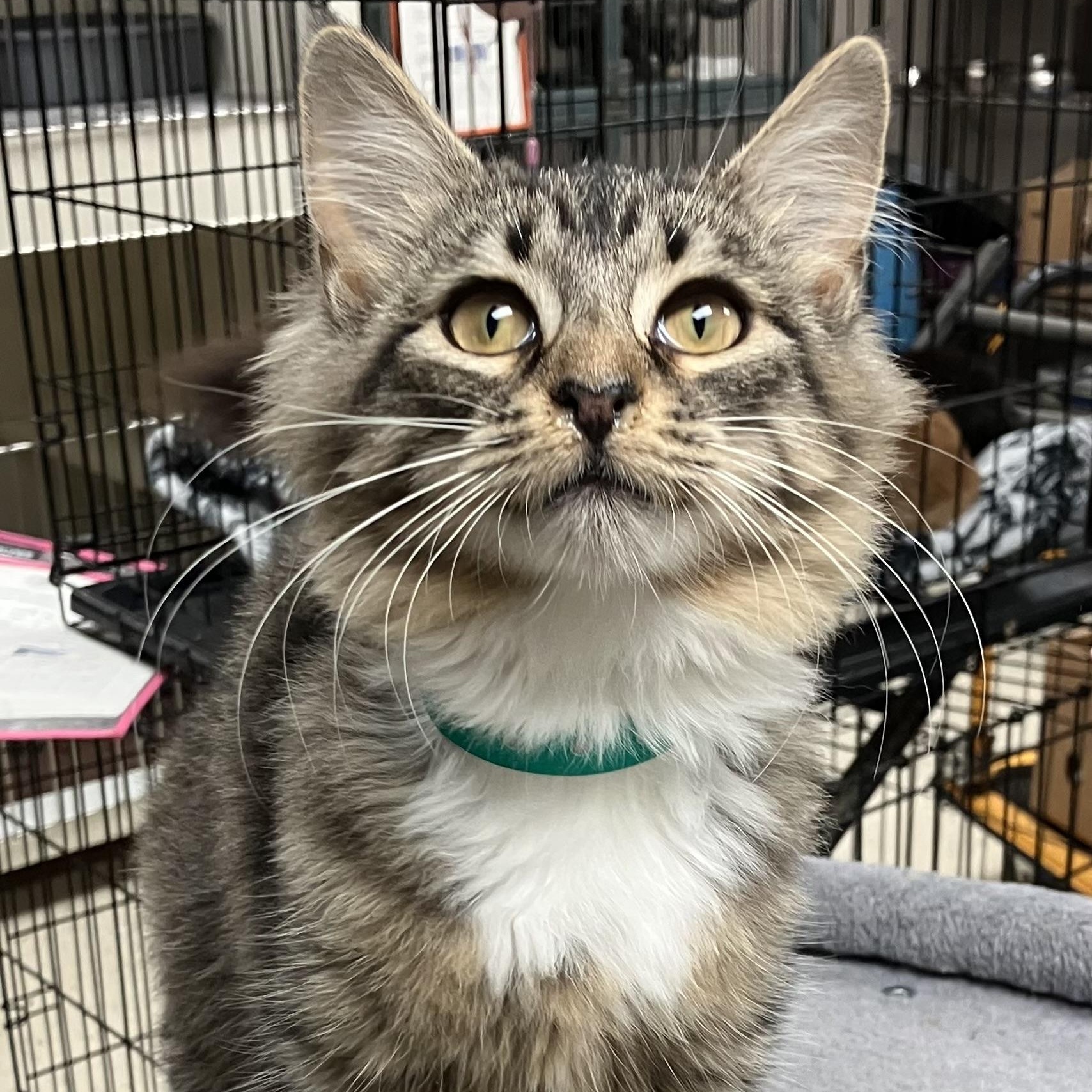 Mia, Adopted, Young Female Domestic Medium Hair.