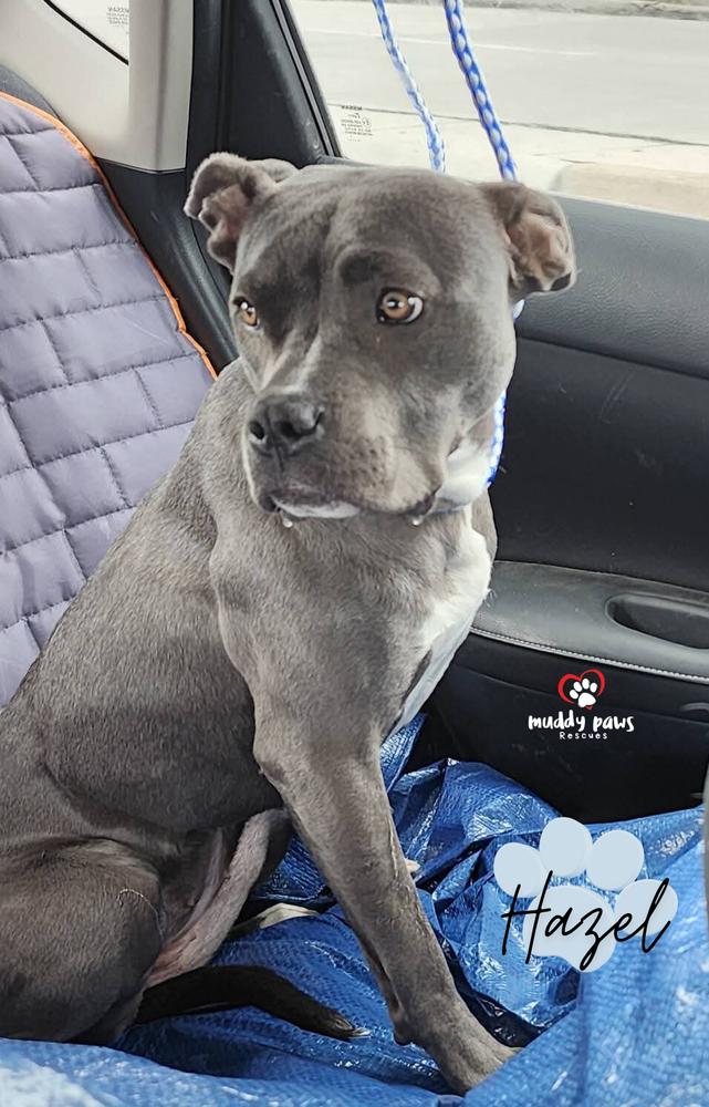 Hazel — thumbnail 2