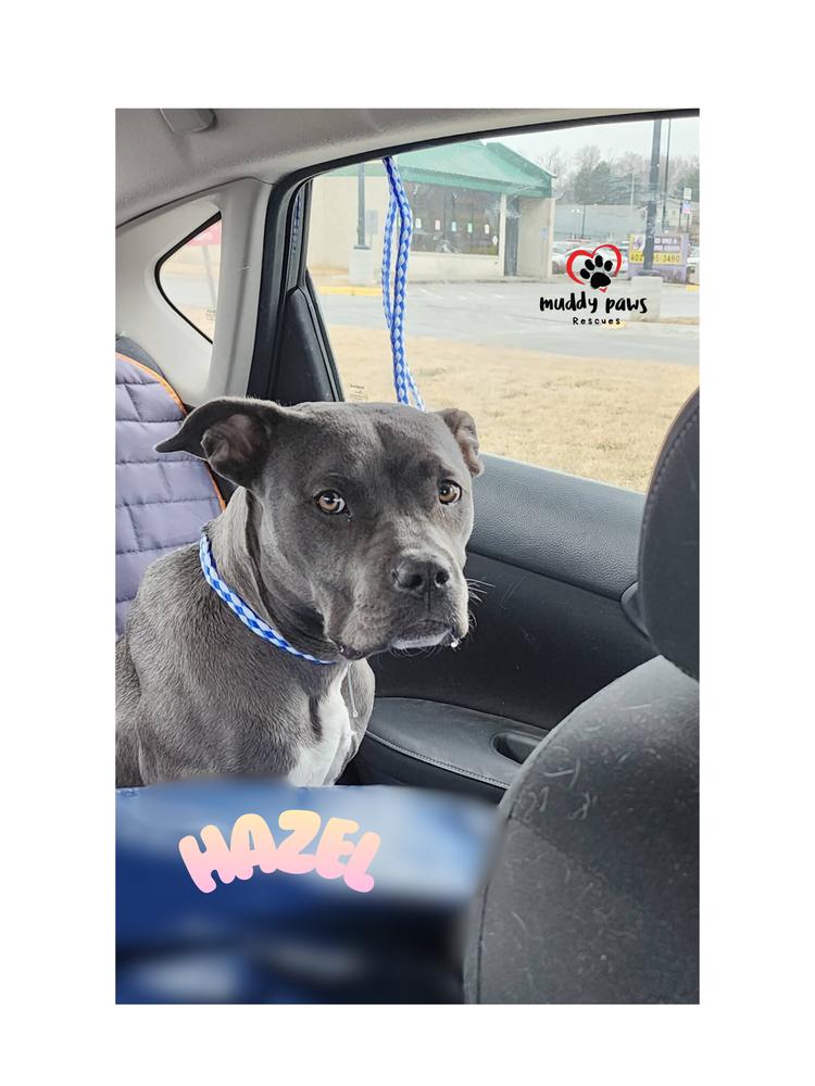 Hazel — thumbnail 3