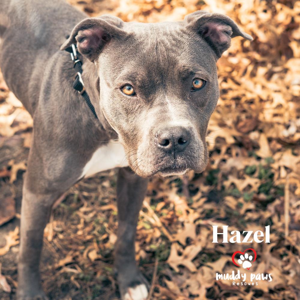 Hazel — thumbnail 5