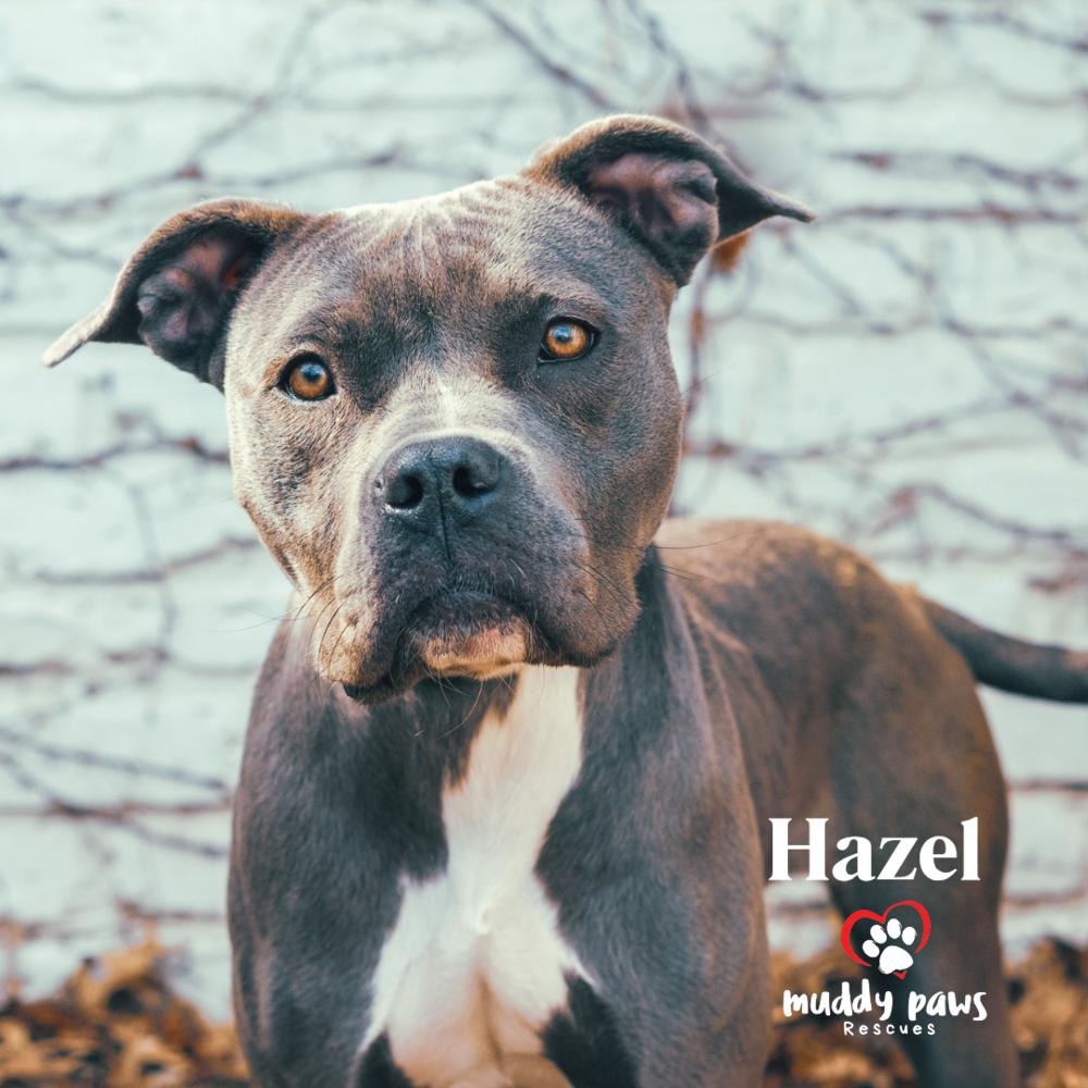 Hazel — thumbnail 6