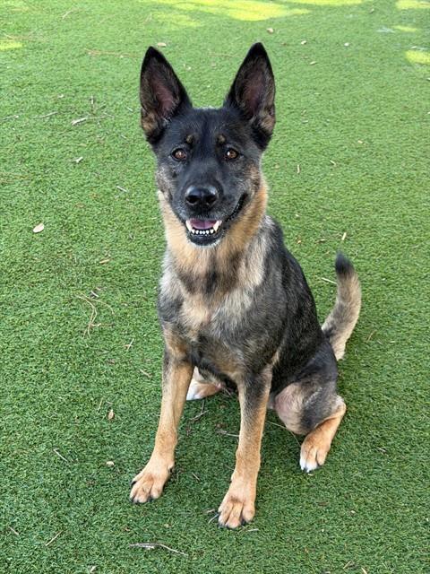 Enlarge IRIS, a Adoptable mixed breed in Fort Myers, FL image 1/1