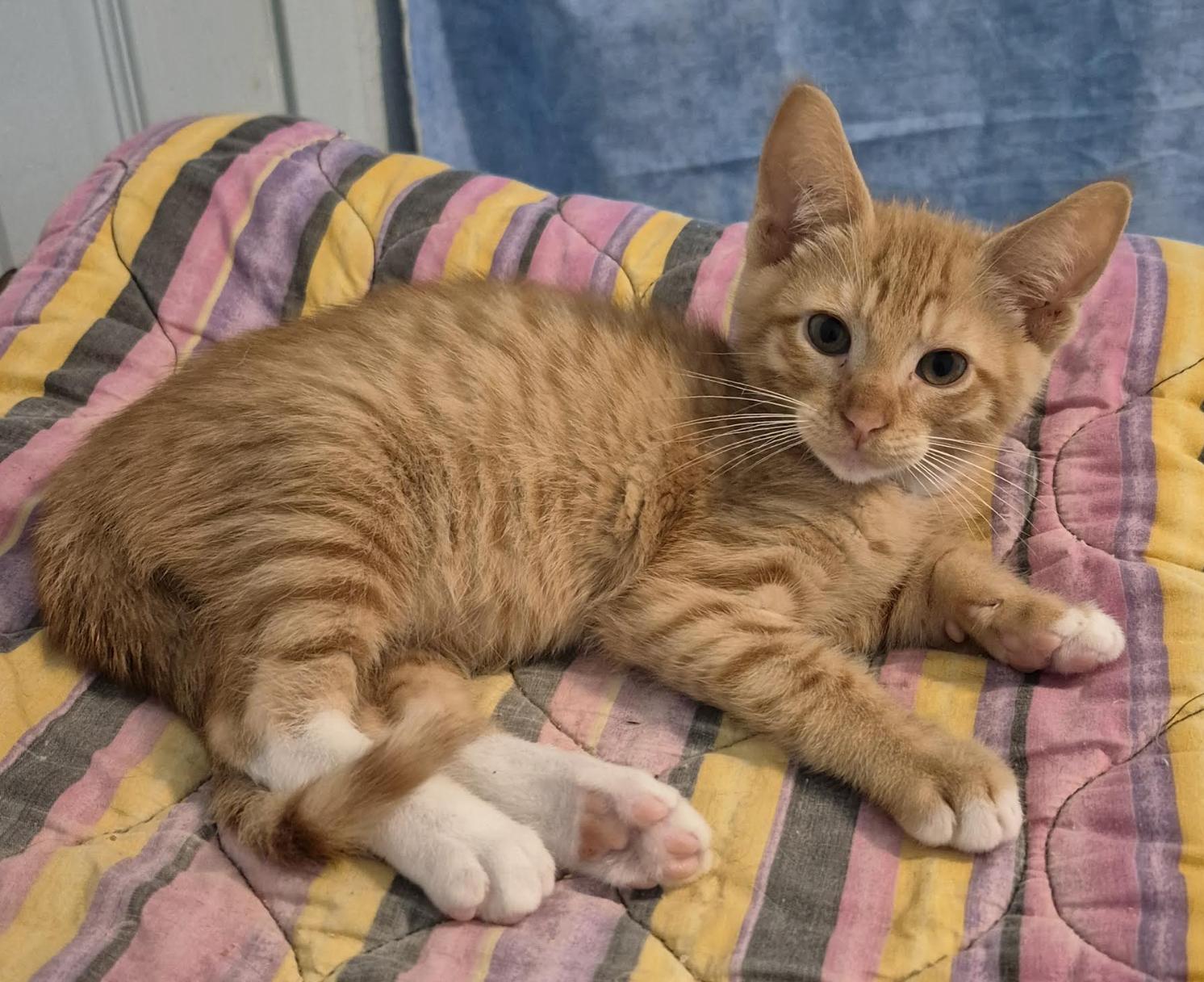 Gunnar (Brother to Matthew), an adopted Tabby in Houston, TX image 2/6