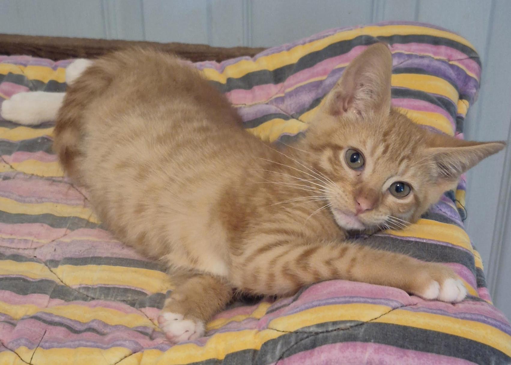 Gunnar (Brother to Matthew), an adopted Tabby in Houston, TX image 4/6