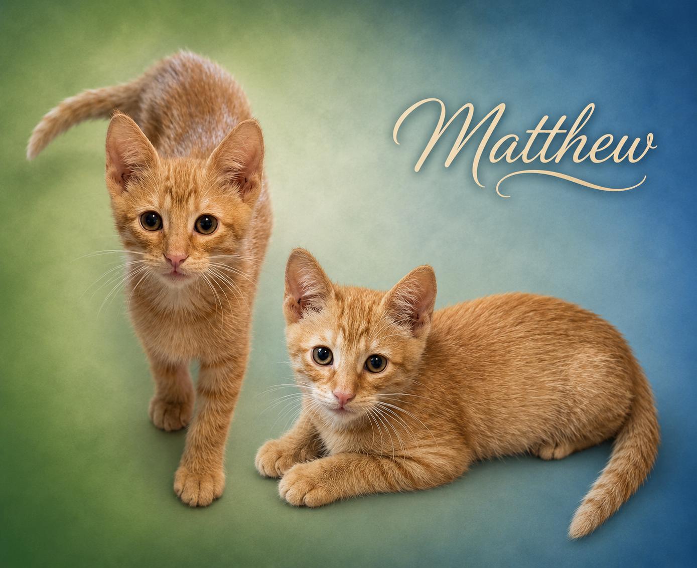 Gunnar (Brother to Matthew), an adopted Tabby in Houston, TX image 6/6