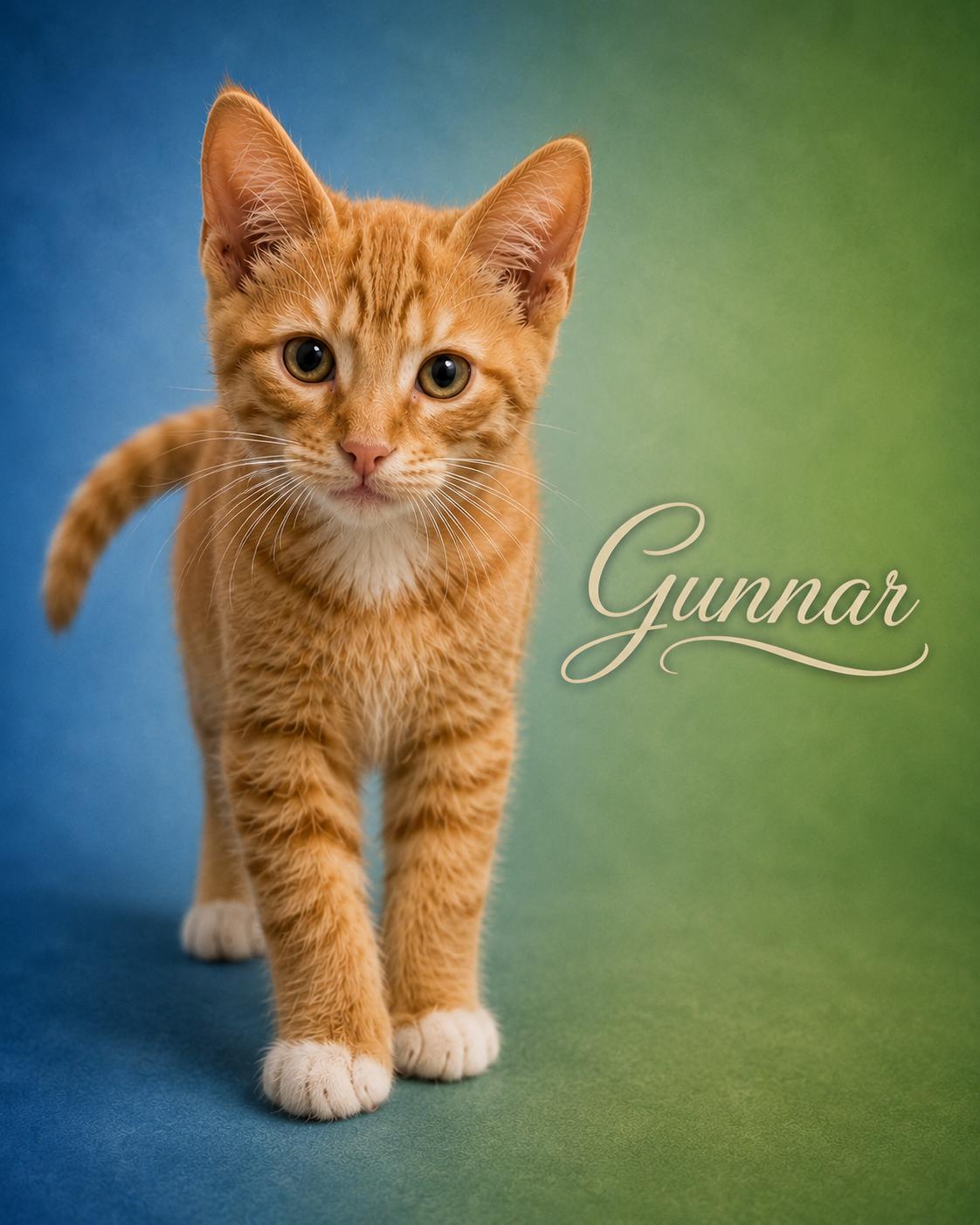 Gunnar (Brother to Matthew), an adopted Tabby in Houston, TX image 1/6