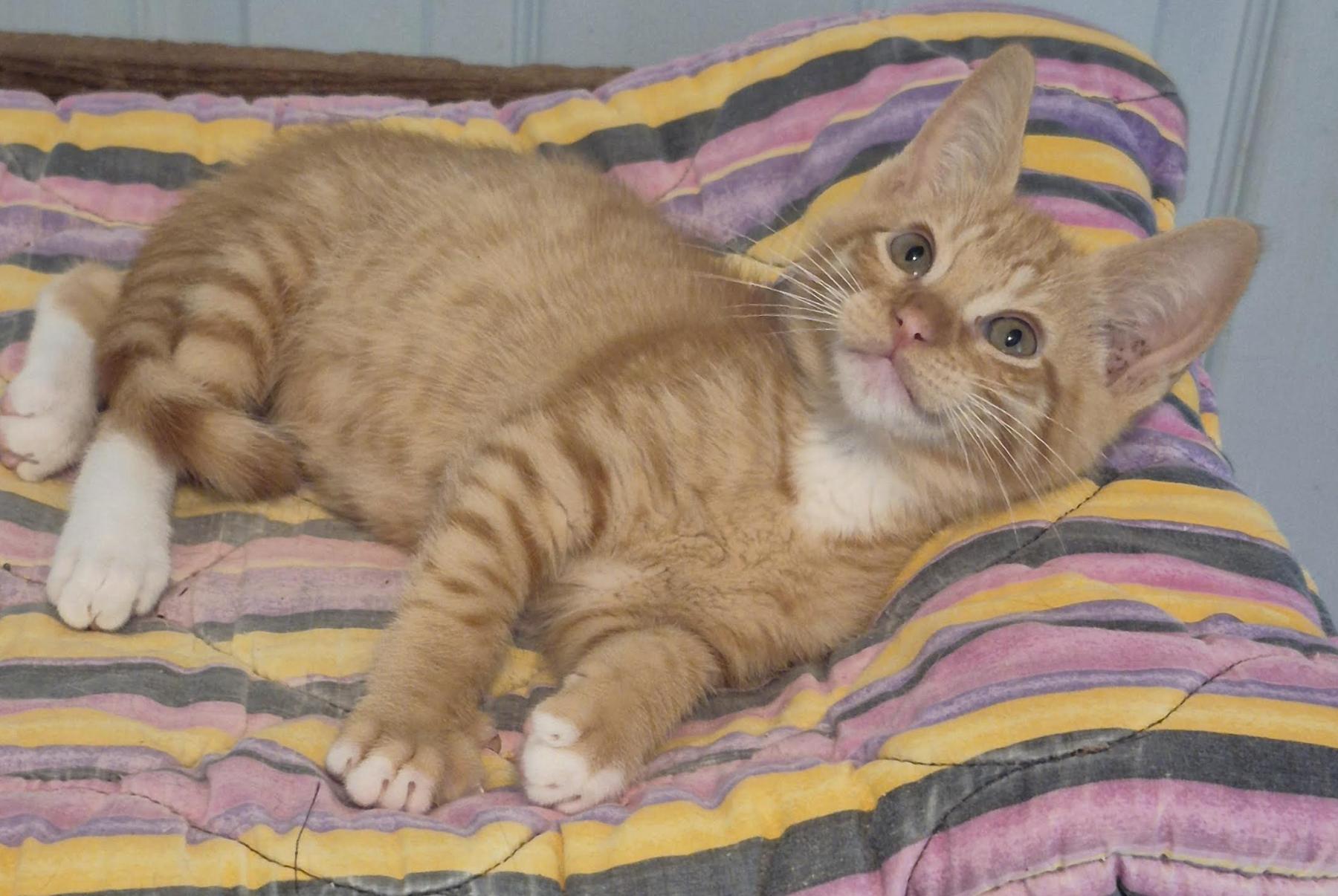 Gunnar (Brother to Matthew), an adopted Tabby in Houston, TX image 3/6