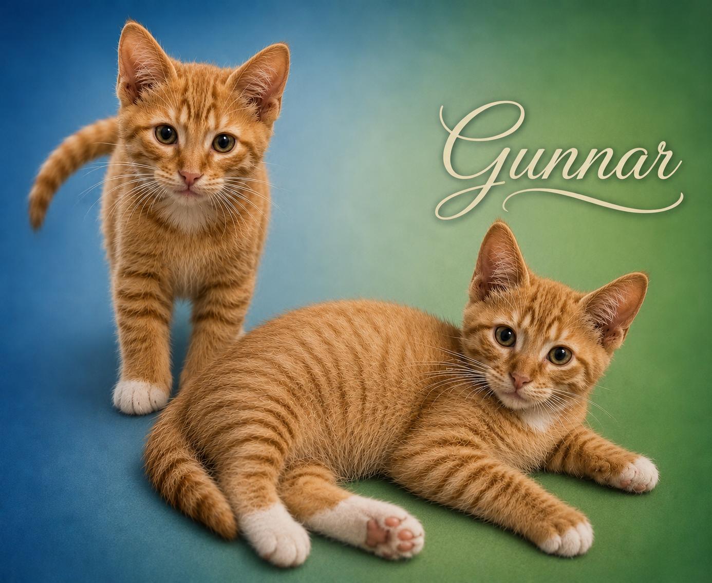 Gunnar (Brother to Matthew), an adopted Tabby in Houston, TX image 5/6