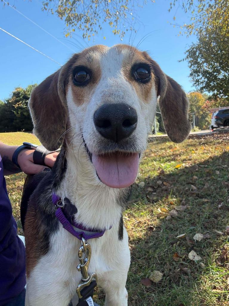 Eileen, Adoptable, Young Female Hound.