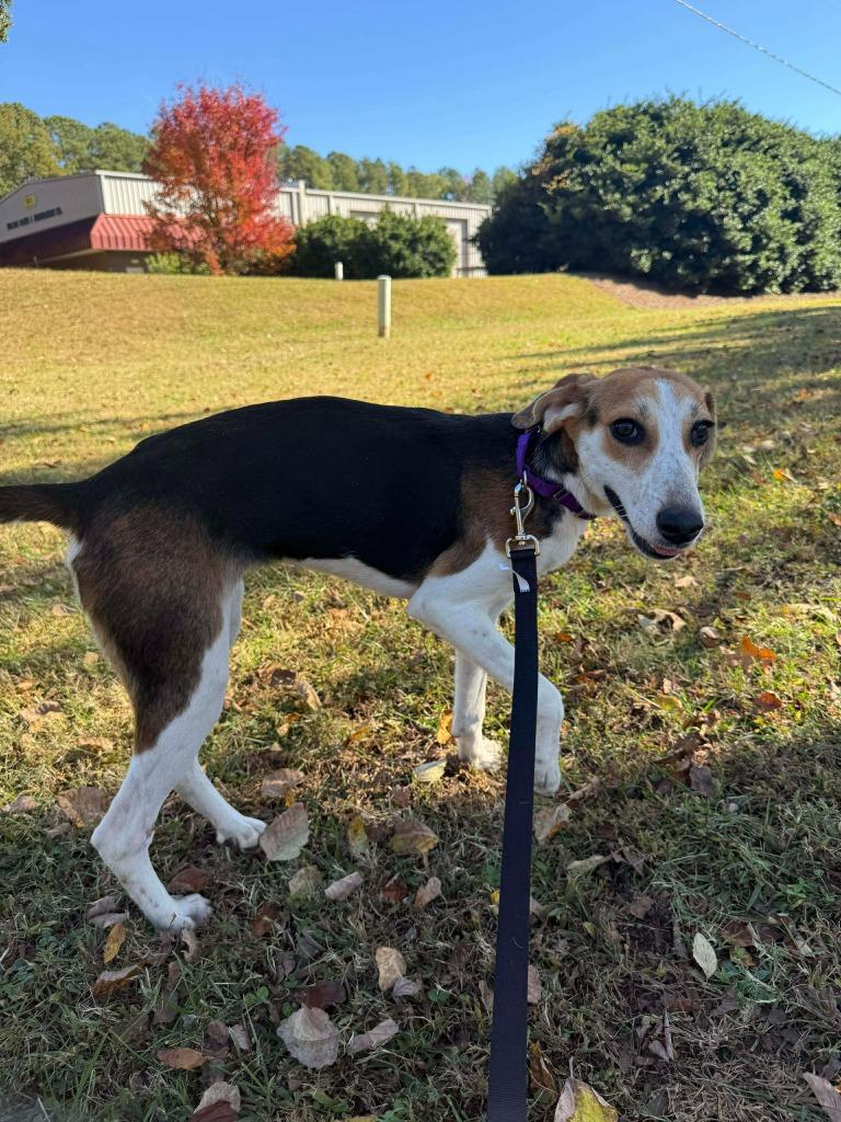 Eileen, a Adoptable mixed breed in Raleigh, NC image 3/6