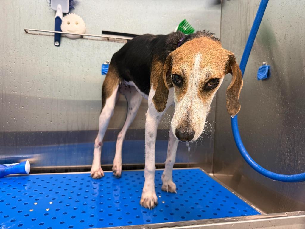 Eileen, a Adoptable mixed breed in Raleigh, NC image 4/6